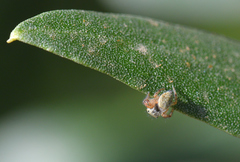 Carrhotus xanthogramma