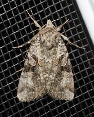 Anaplectoides pressus