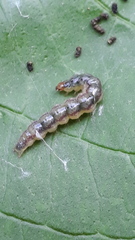 Rhectocraspeda periusalis