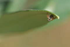 Carrhotus xanthogramma