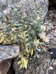 Astragalus permiensis