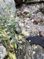 Astragalus permiensis