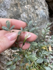 Astragalus permiensis