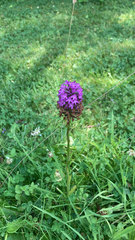 Anacamptis pyramidalis
