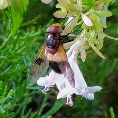 Volucella pellucens