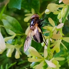 Volucella pellucens