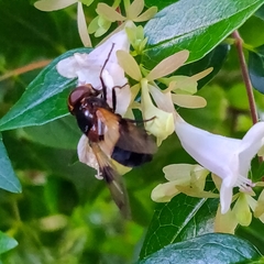 Volucella pellucens