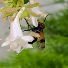 Volucella pellucens