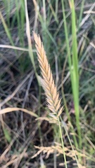 Agropyron desertorum