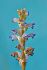 Orobanche cernua