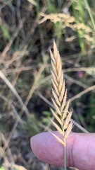 Agropyron desertorum