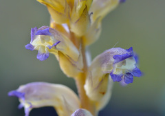 Orobanche cernua