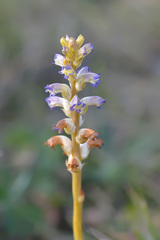 Orobanche cernua