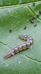 Rhectocraspeda periusalis