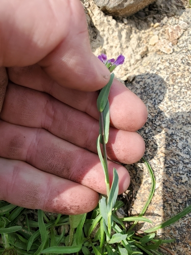 Image of Lyall's Rockcress (Boechera lyallii) by no rights reserved