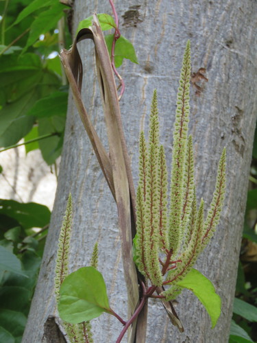 Image of Anredera vesicaria by (c) Alexis López Hernández, some rights reserved (CC BY)