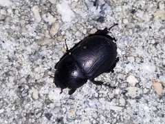 Euetheola