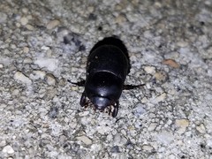 Euetheola