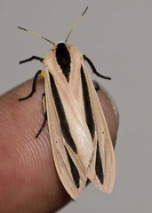 Creatonotos gangis-interrupta agg
