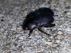 Euetheola