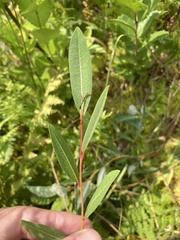 Salix pedicellaris