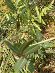 Salix pedicellaris