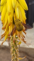 Xylocopa pubescens
