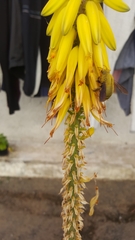 Xylocopa pubescens