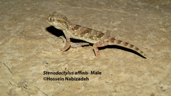 Stenodactylus affinis
