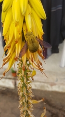 Xylocopa pubescens