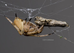 Araneidae