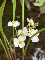 Sagittaria cuneata