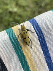 Chlorophorus glabromaculatus