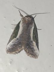 Stenoloba jankowskii