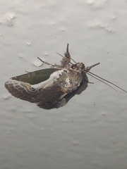 Stenoloba jankowskii