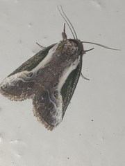 Stenoloba jankowskii