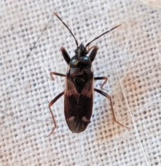 Eremocoris fenestratus