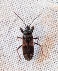Eremocoris fenestratus