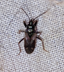 Eremocoris fenestratus