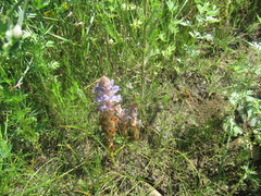 Orobanche coerulescens