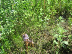 Orobanche coerulescens