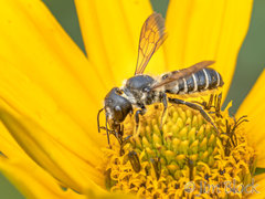 Megachile pugnata
