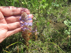 Orobanche coerulescens