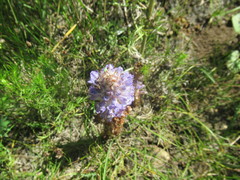 Orobanche coerulescens