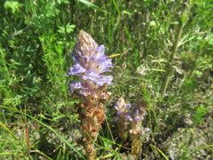 Orobanche coerulescens