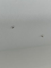 Pterygota
