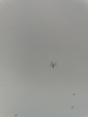 Pterygota