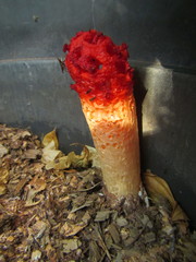 Lysurus corallocephalus