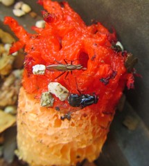 Lysurus corallocephalus