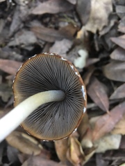 Psathyrella longipes image